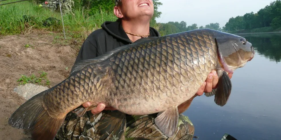 Wokas a kapří krasavci... 