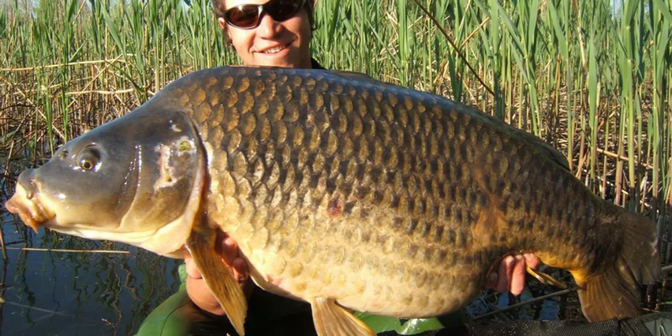 Scopex, Food Signal a další skvělý výsledek...