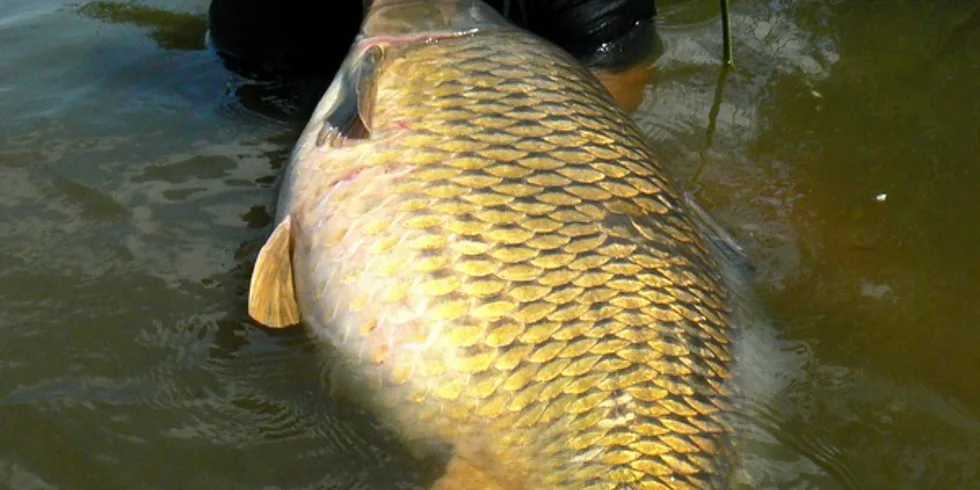 Jarní trampoty Mušovské vydry... 