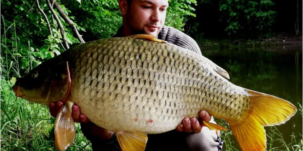 První jarní vlaštovky od Zdeňka Ipsera