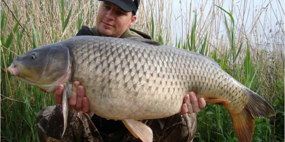 Davidova mušovská lekce