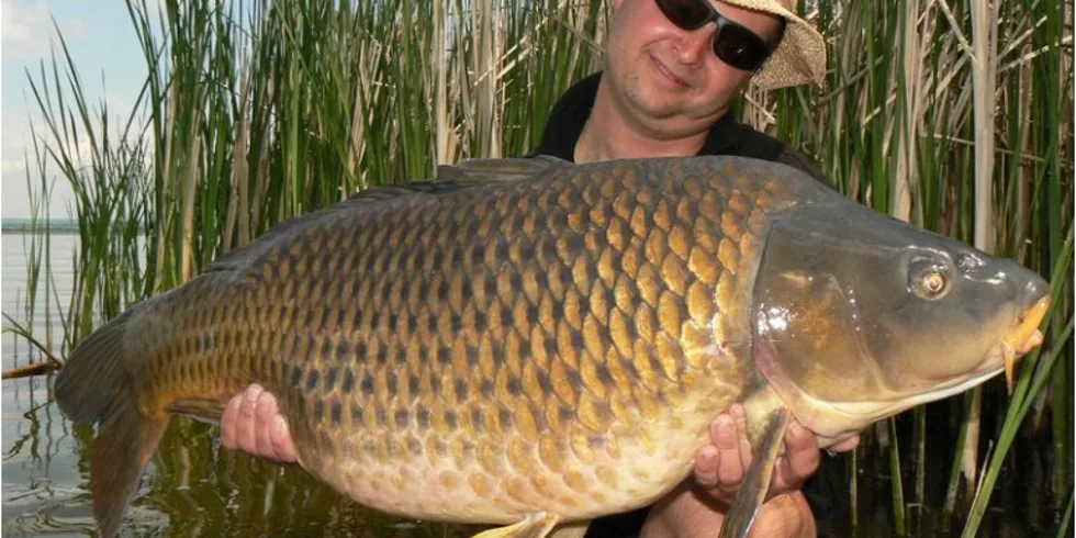 Shimanskyho Mušovská odysea pokračuje