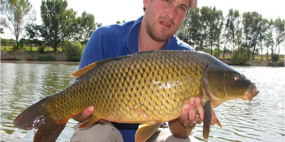 Ve svitu Ecto-plasmy