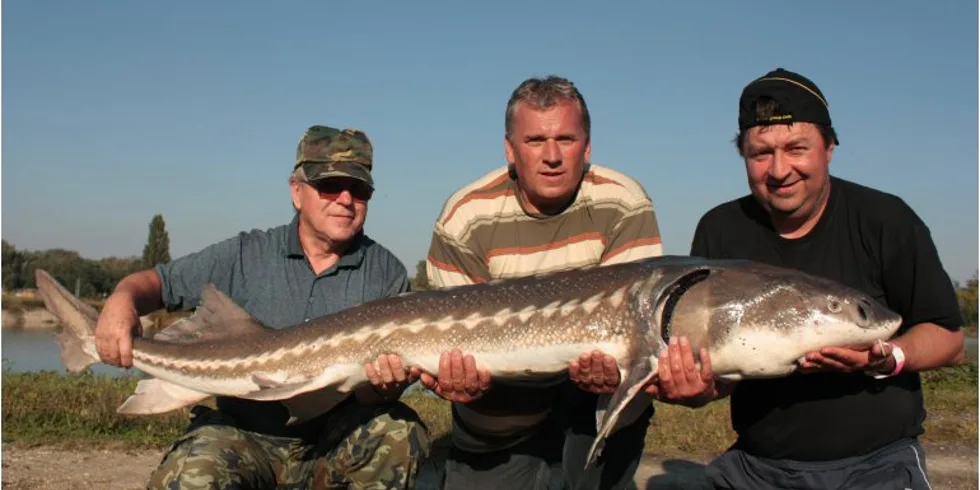 Jeseteří slavnosti