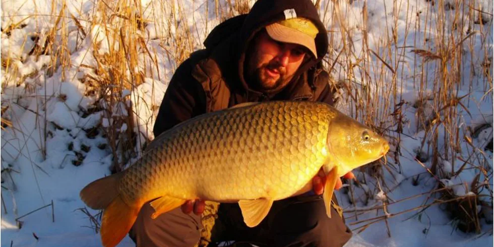 Braňovi kapři na sněhu