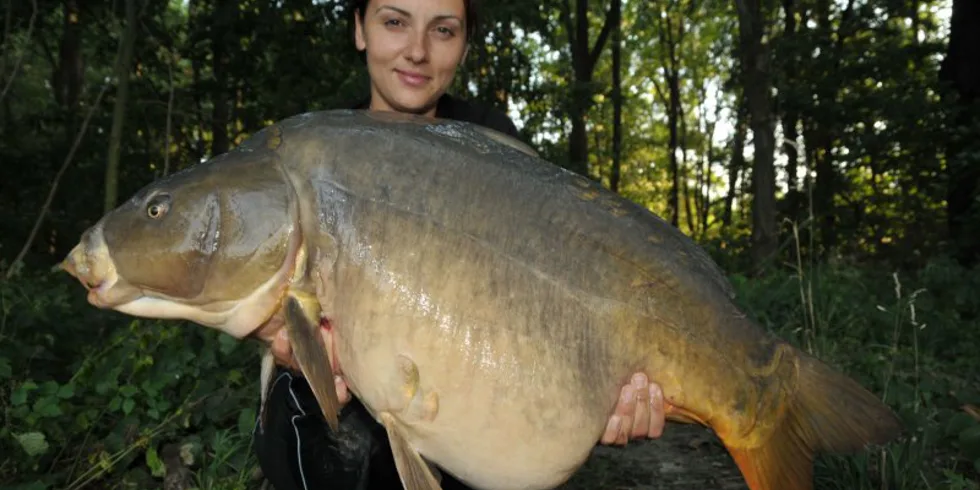 Kačka kouzlí Kill Krillem