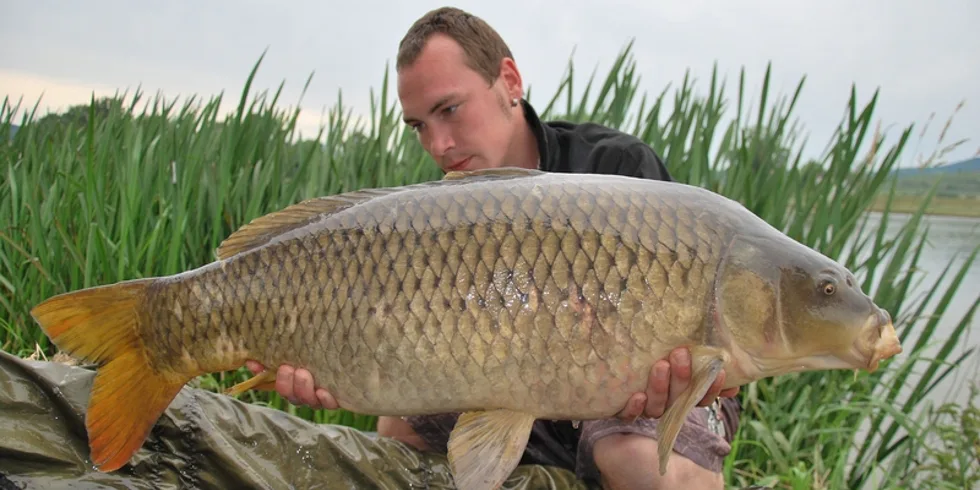 Carpkillerovy říční žně