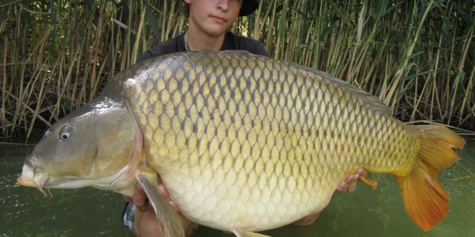 Erik, sumečci a obří šupináč!