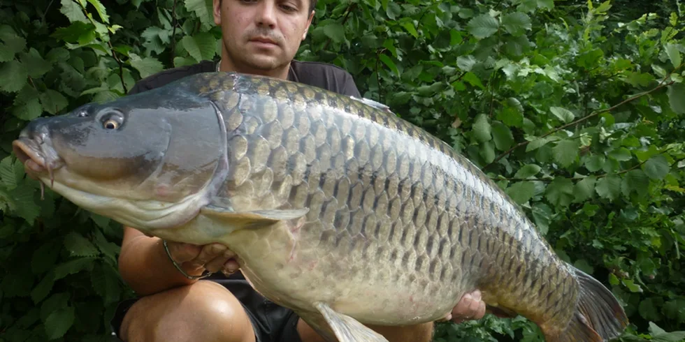 Pingpongáčova série