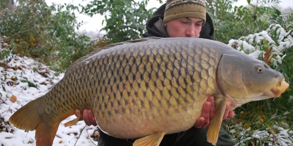 První kapři na sněhu!