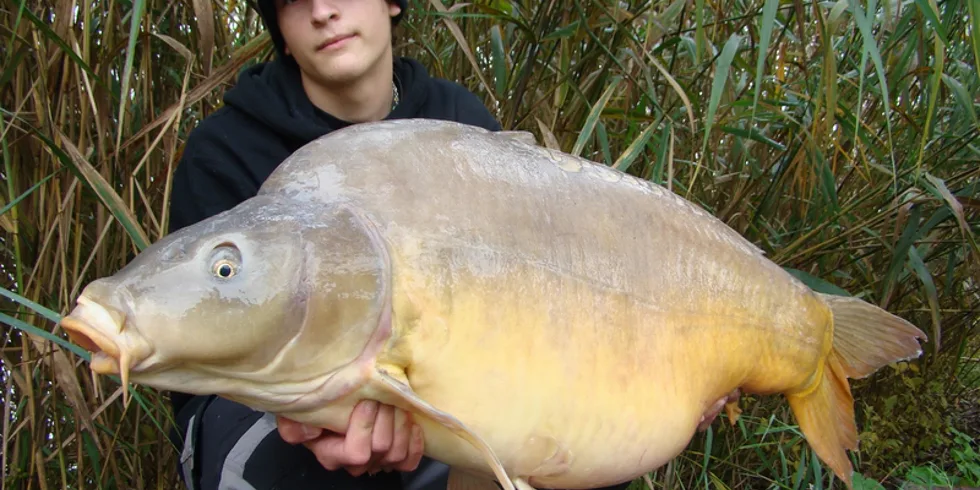 Maďarští kapři v mlze...