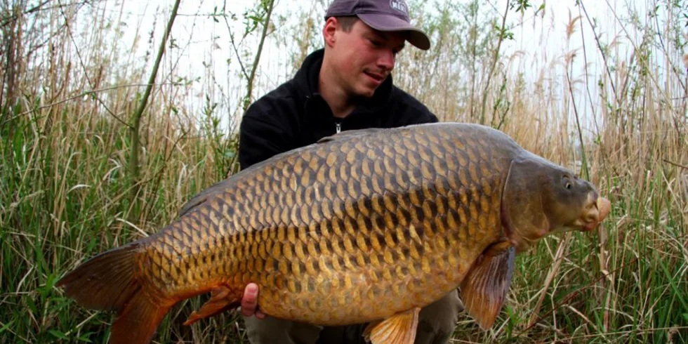 Trpělivost kapry přináší