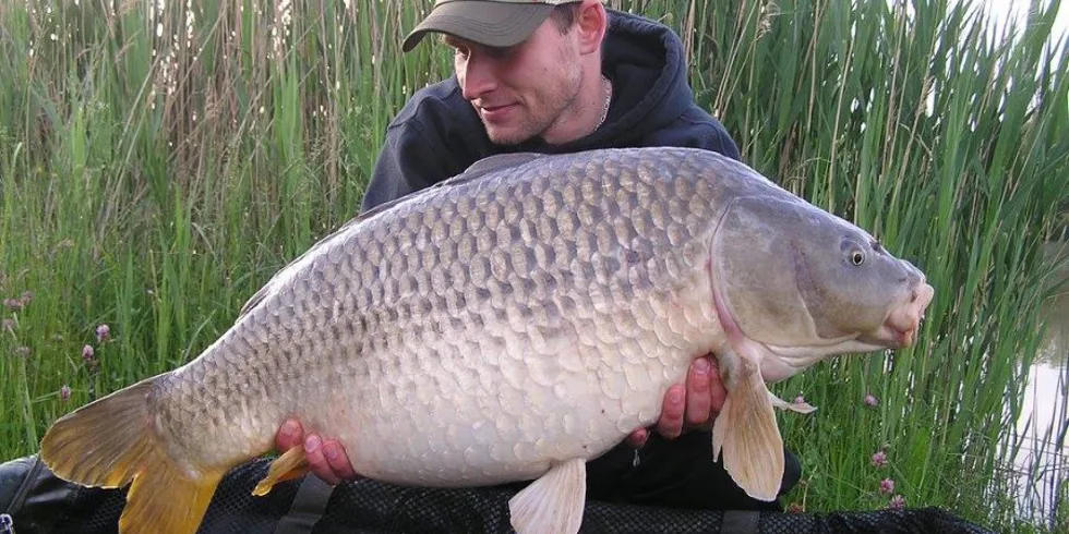 Robertova krátká vycházka