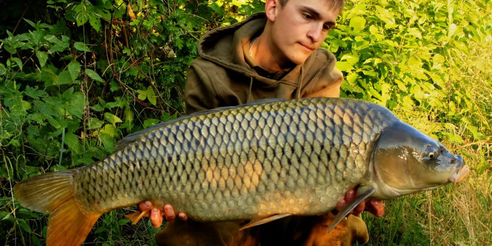 Návrat domov, vol.1