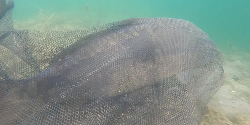 Dvě rychlé patnáctky