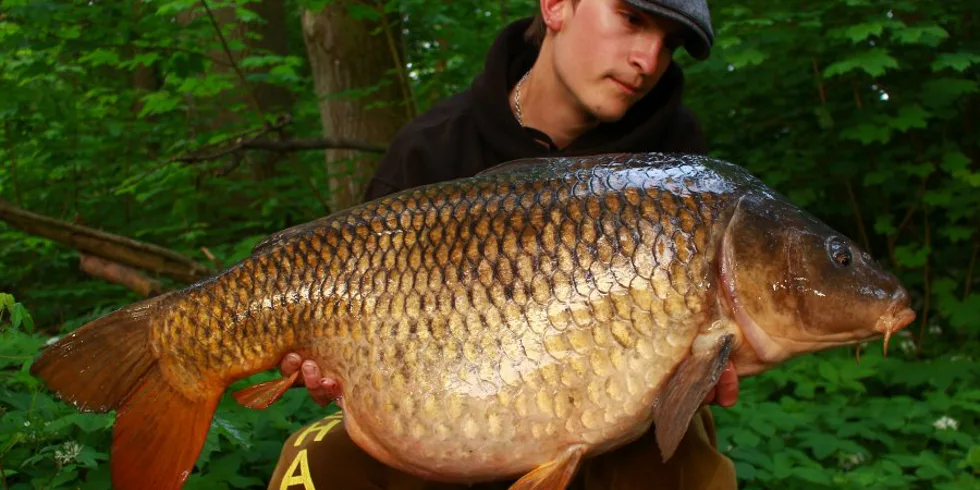 Spomienka na Labské prasa / A memory of the pig from Elbe