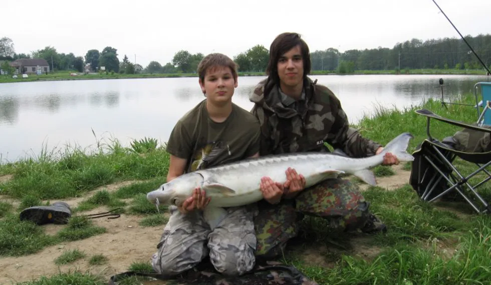 Obří jeseter na 3XL!