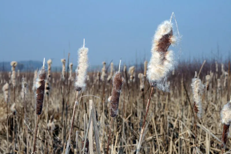 Honzovo zahájení...