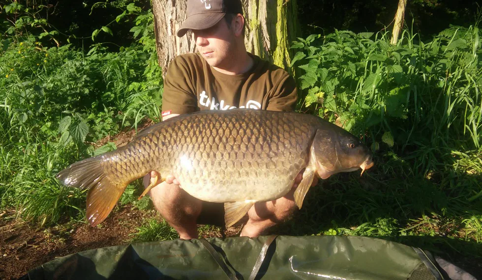 Criticals Gigantica