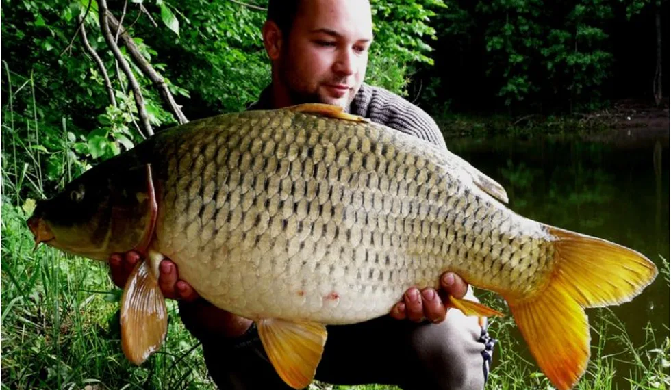 První jarní vlaštovky od Zdeňka Ipsera