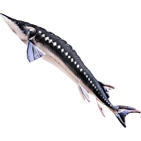 Gaby Polštář Jeseter