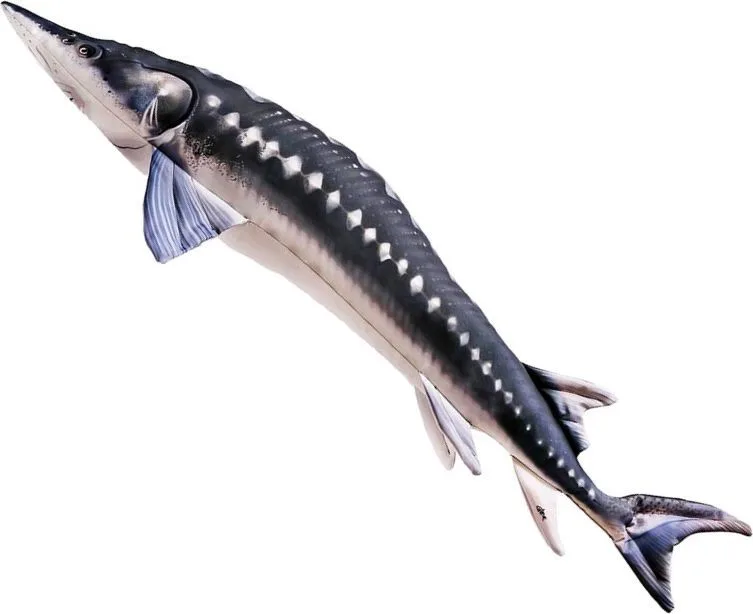 Gaby&#x20;Pol&#x0161;t&#x00E1;&#x0159;&#x20;Jeseter