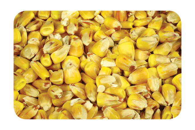 Nikl&#x20;Kuku&#x0159;ice&#x20;1kg